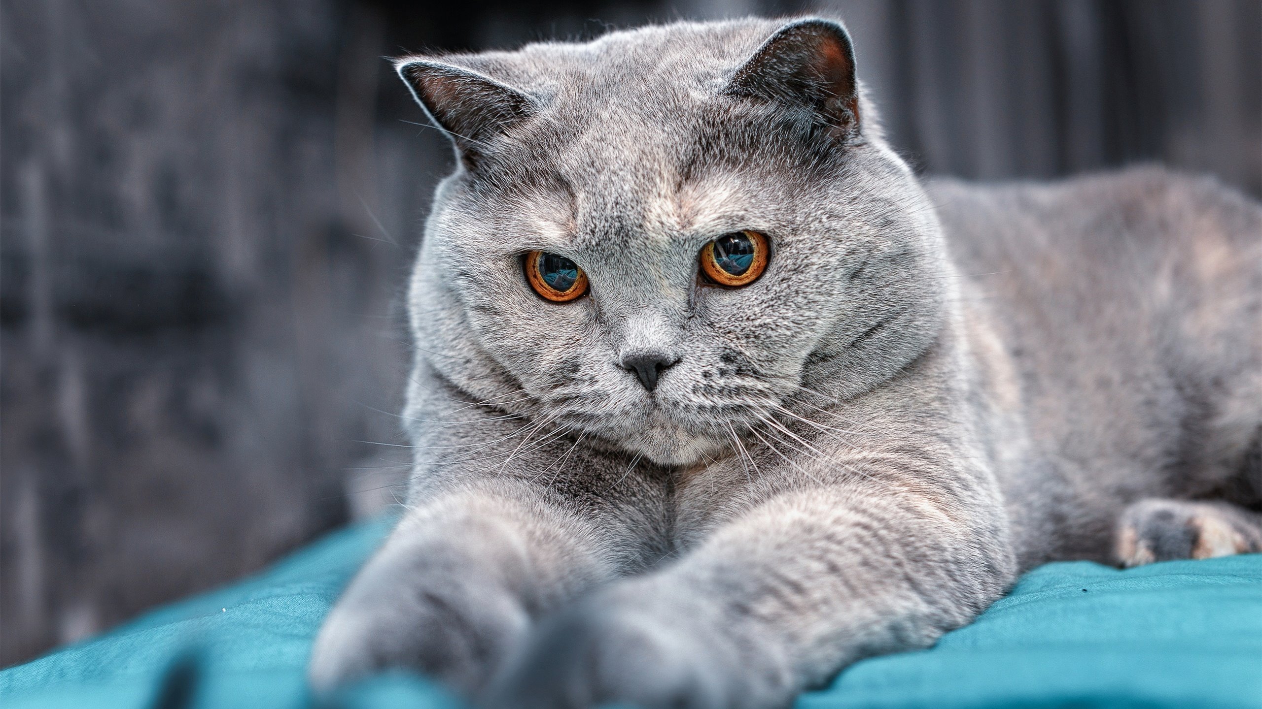 雷火电竞简介-双重焦点，意甲战术暗涌，波兰神锋强压威尔士旌旗