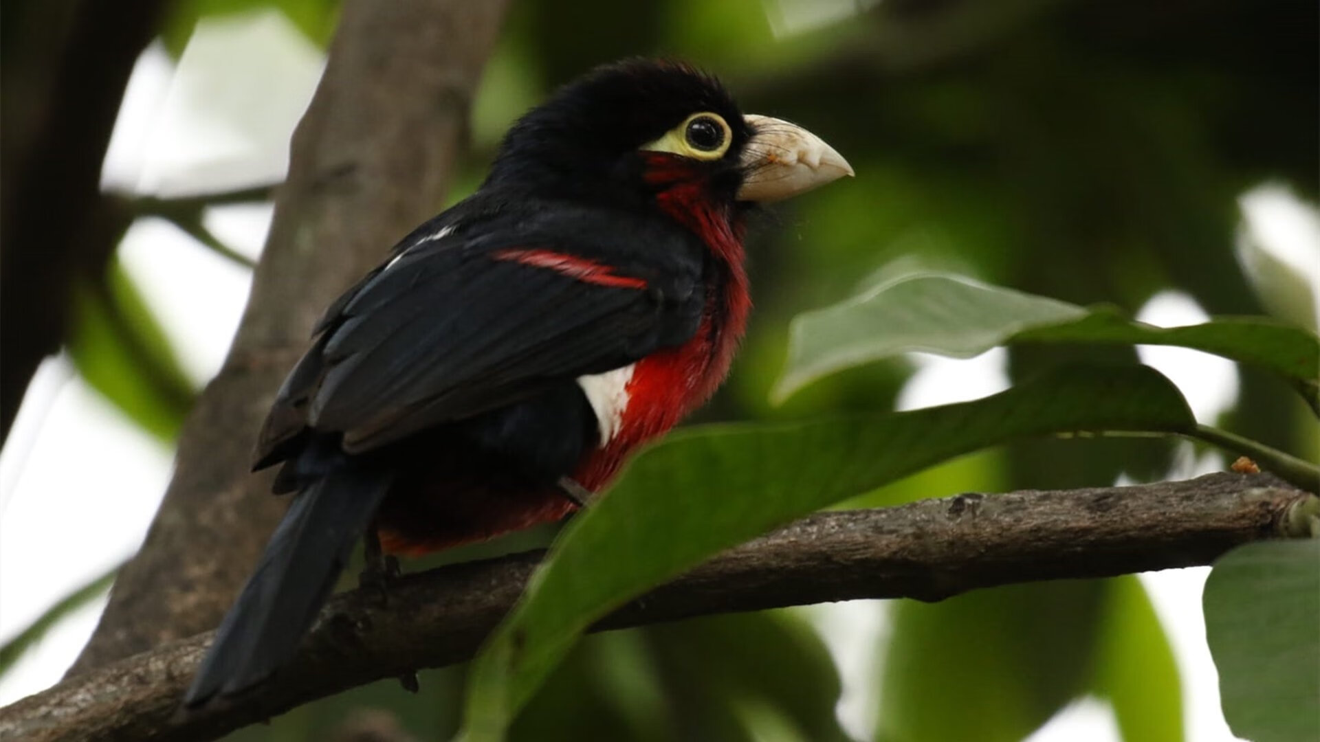 雷火电竞官网-末节19分上演奇迹！布伦森关键先生本色，凯尔特人惊天逆转老鹰