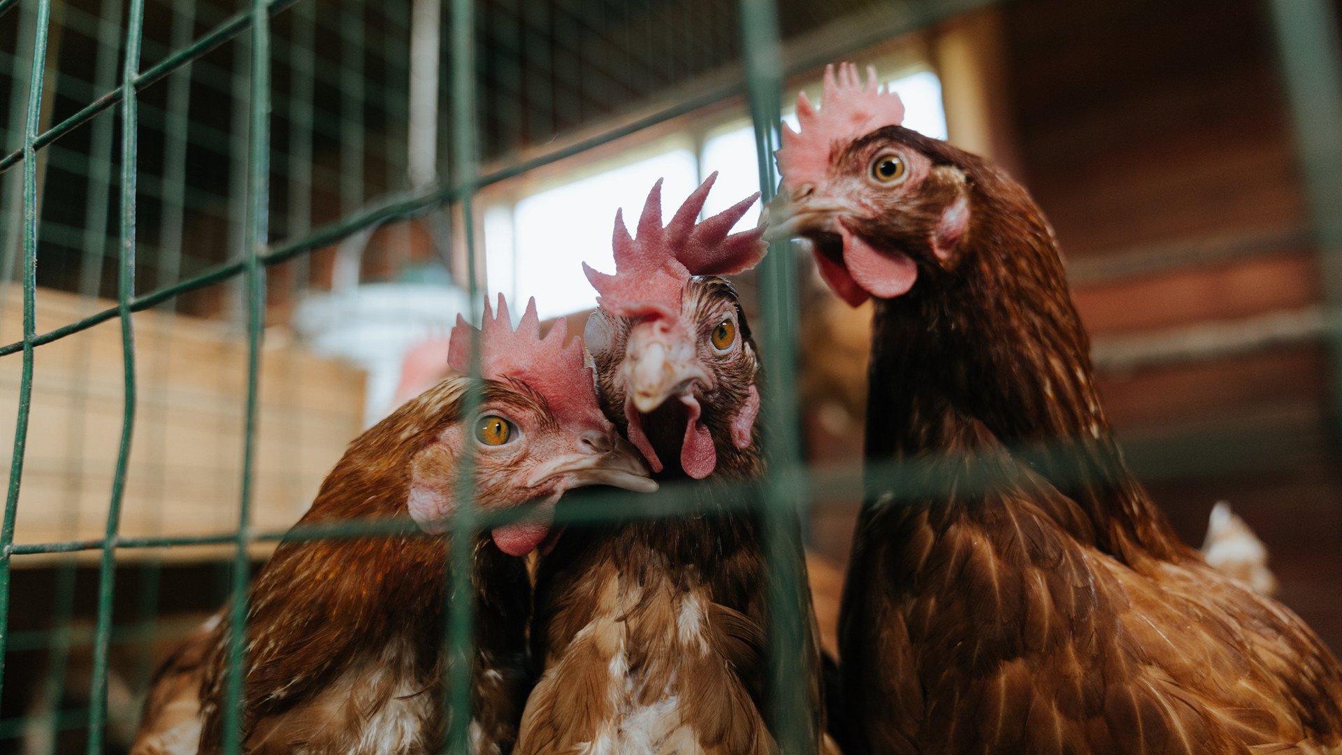 末节19分上演奇迹!布伦森关键先生本色,凯尔特人惊天逆转老鹰