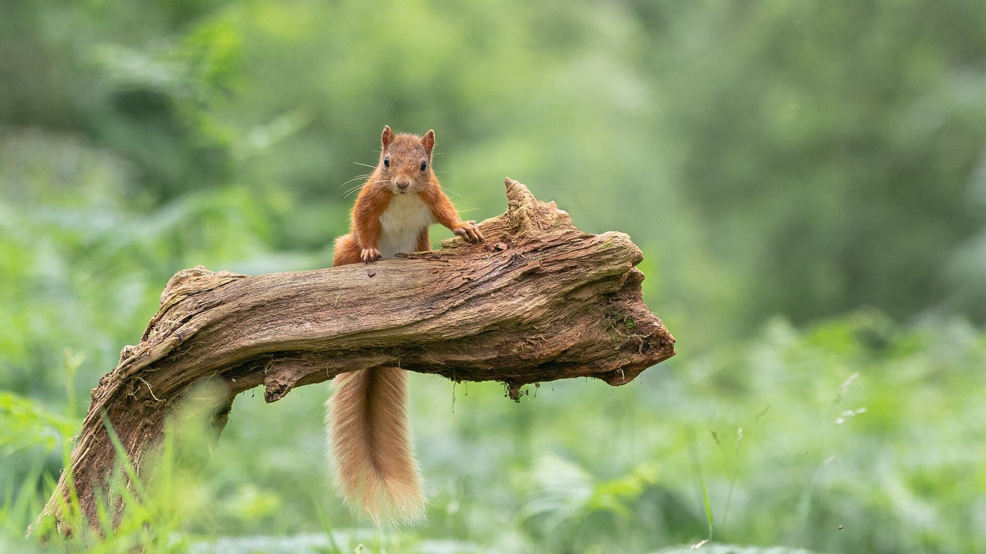 雷火电竞app-双线颠覆，劳塔罗的烈焰与那不勒斯的寒刃，如何刺穿意甲旧秩序？
