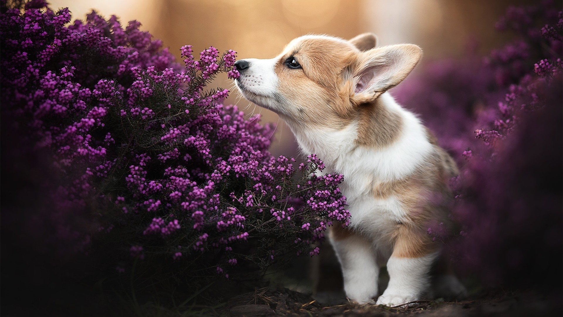绿茵场上的双面叙事，当凯恩的立体统治遭遇阿根廷的节奏探戈