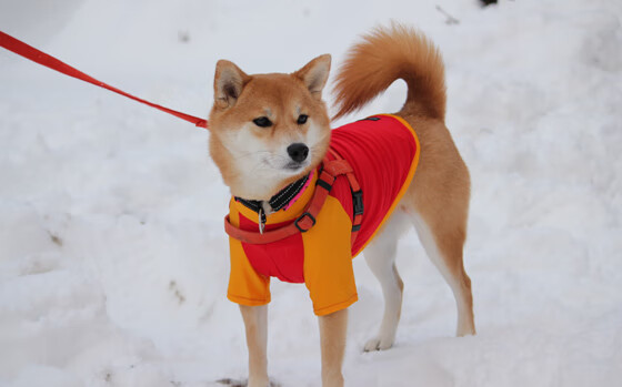 雷火电竞网址-永不褪色的瞬间，当个人英雄与集体传奇在时间尽头相遇