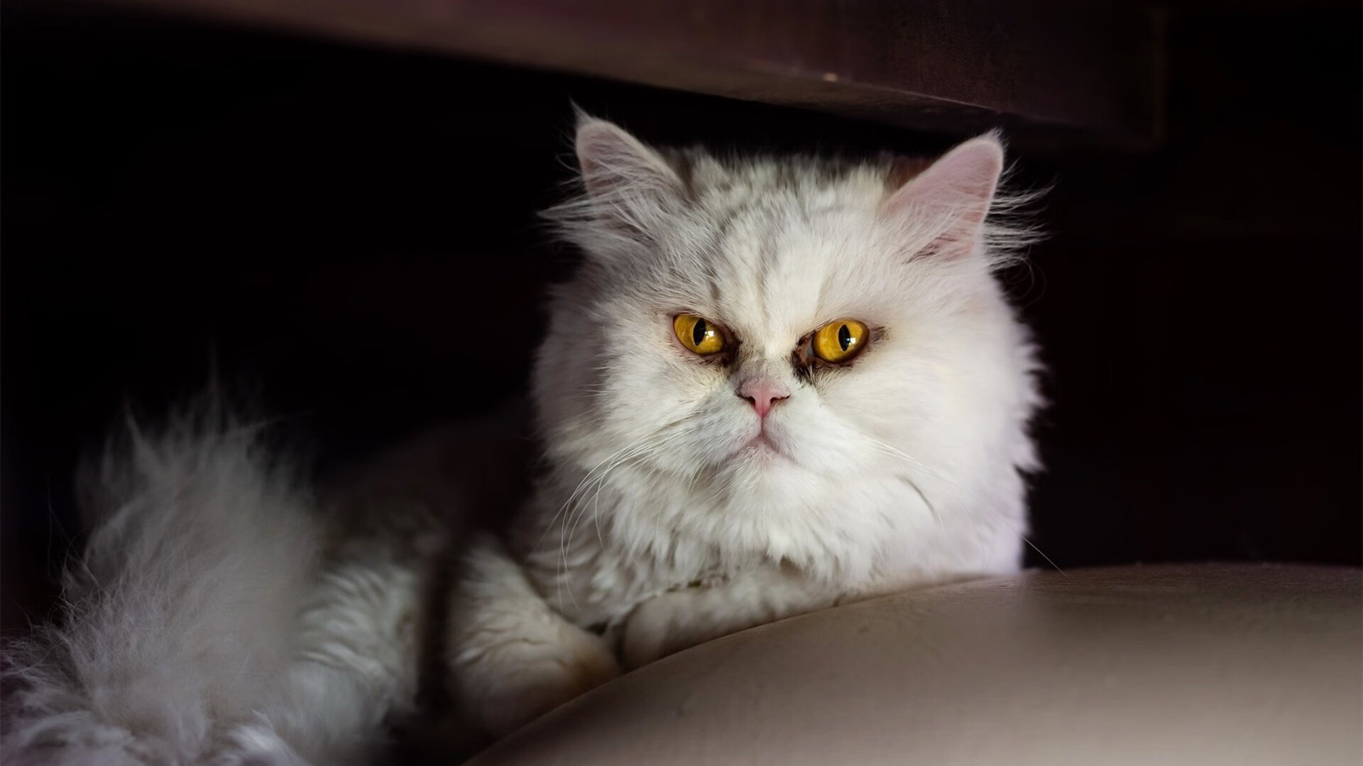 雷火电竞官网-从边缘人到救世主，霍勒迪一锤定音助爵士险胜火箭