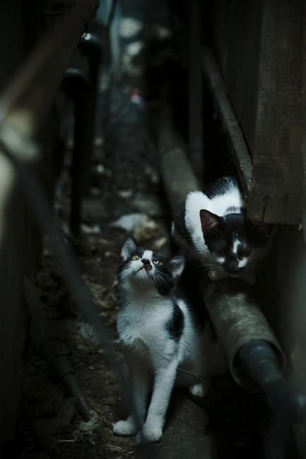 爆冷之夜，那不勒斯惊险胜苏格兰，库尔图瓦神扑定乾坤