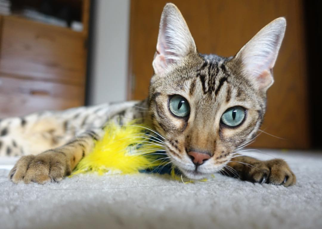 掘金对阵湖人,东契奇存在感拉满的虚实之间