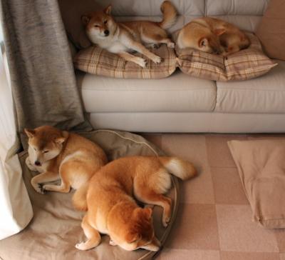 绿潮绝境突围，铁翼少年萨卡一肩扛起爱尔兰