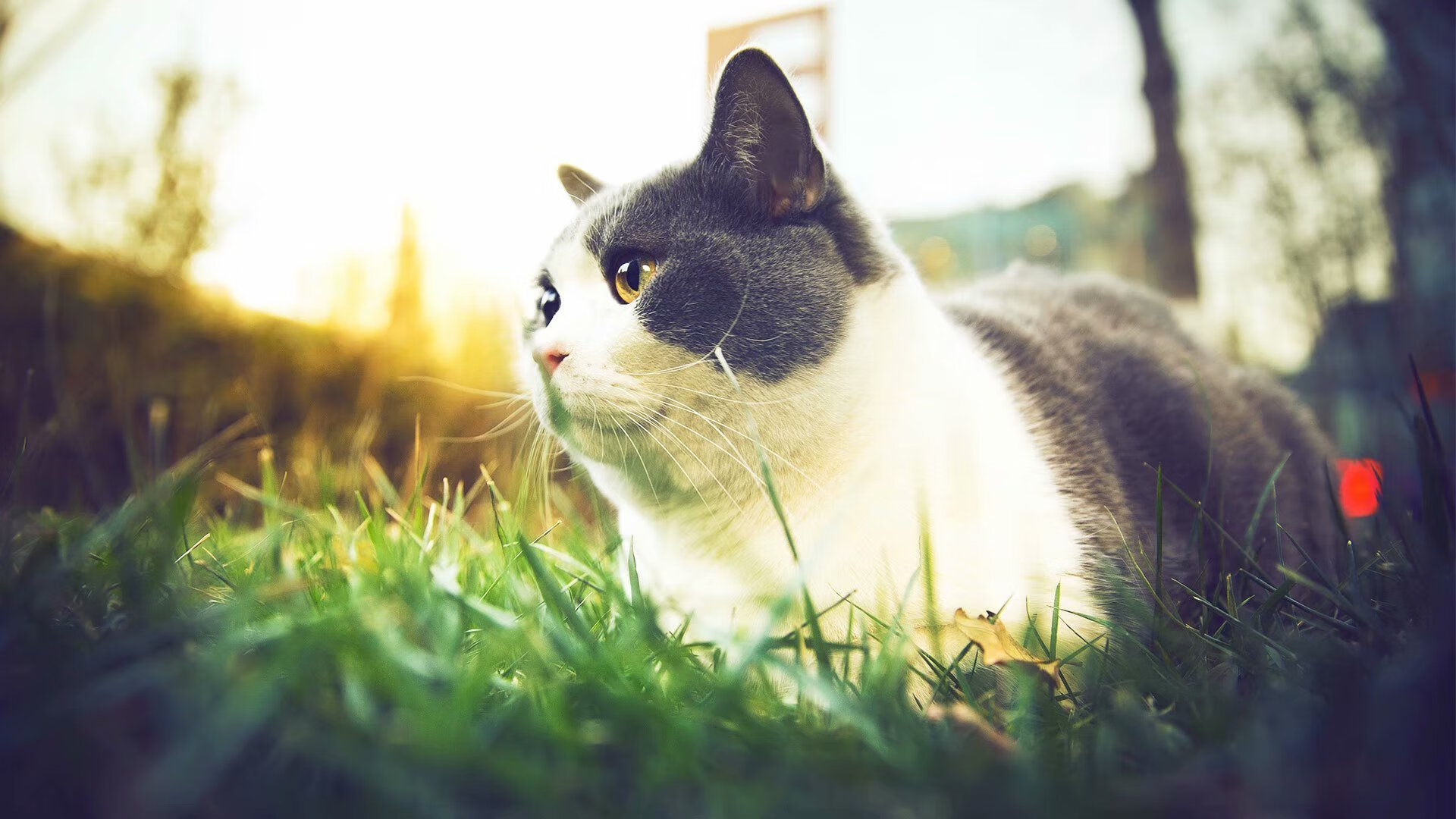 压哨绝杀与球星接管,足球之夜的两种英雄剧本