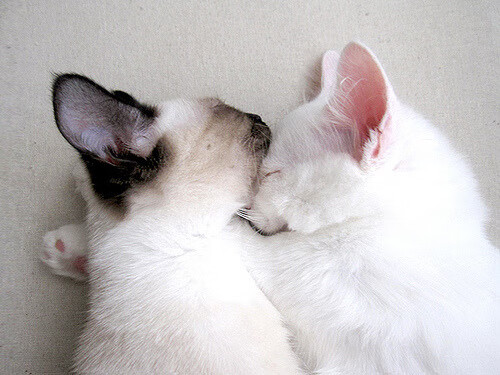 缔造传奇,开拓者惊天逆转终结猛龙卫冕之路